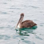 Galápagos - Océan Pacifique - Équateur - Amérique du Sud Galápagos - Océan Pacifique - Équateur - Amérique du Sud