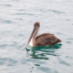 Galápagos - Océan Pacifique - Équateur - Amérique du Sud Galápagos - Océan Pacifique - Équateur - Amérique du Sud