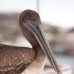 Galápagos - Océan Pacifique - Équateur - Amérique du Sud Galápagos - Océan Pacifique - Équateur - Amérique du Sud