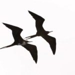 Galápagos - Océan Pacifique - Équateur - Amérique du Sud Galápagos - Océan Pacifique - Équateur - Amérique du Sud