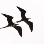 Galápagos - Océan Pacifique - Équateur - Amérique du Sud Galápagos - Océan Pacifique - Équateur - Amérique du Sud