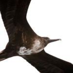 Galápagos - Océan Pacifique - Équateur - Amérique du Sud Galápagos - Océan Pacifique - Équateur - Amérique du Sud