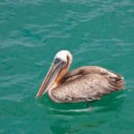 Galápagos - Océan Pacifique - Équateur - Amérique du Sud Galápagos - Océan Pacifique - Équateur - Amérique du Sud