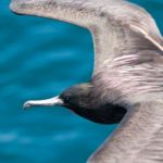 Galápagos - Océan Pacifique - Équateur - Amérique du Sud Galápagos - Océan Pacifique - Équateur - Amérique du Sud